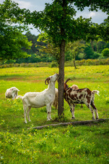 Fototapeta premium Goats grazing on the heath