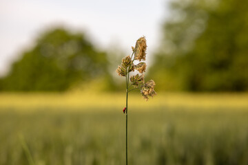 flowers in the field