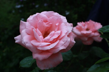 Pink flower