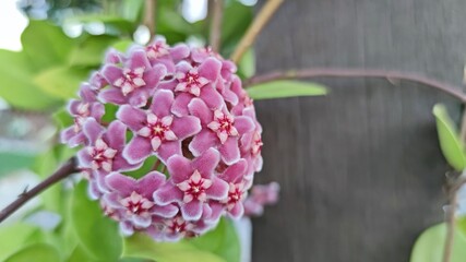 Beautiful blooming Hoya carnosa hybrid in the garden. Selective focus.