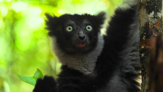 Lemur eats leaf, loop. Seamlessly loopable clip of the Indri lemur eating the leaf in natural habitat in the forest of Madagascar