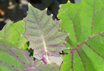 Beautiful green and purple pattern on the leaves of Quito-Orange plant