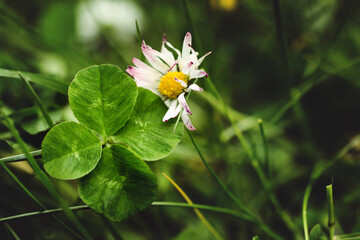 four-leaf-clover with daisy blossom on bright green dreamy meadow - closeup on botanical rarity and...