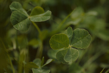 close up on super rare five leave clover on dense meadow that promises fame for its finder - selective focus with blurred meadow vegetation