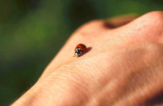 Ladybird on woman's hand