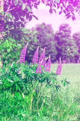 Blooming lupine flowers. Bunch of lupines summer flower background.  Gentle warm soft colour, blurred background. 