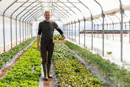 Smiling farmer with crate standing in lettuce field at greenhouse