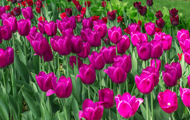 Obraz premium Many purple tulips in a spring garden