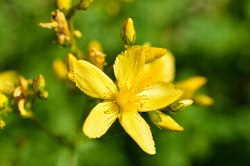 Yellow flower of St. John's Wort holed or St. John's Wort ordinary lat. Hypéricum perforátum