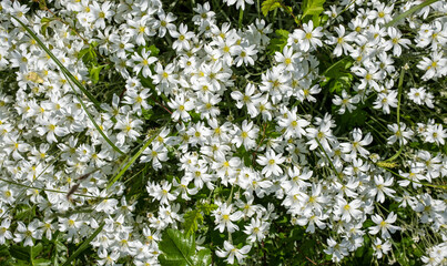 white flowers blooming in spring