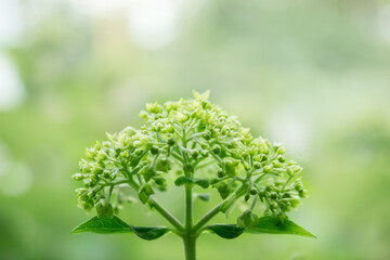 hydrangea plant blooms on a green background. Place for inscriptions and text.