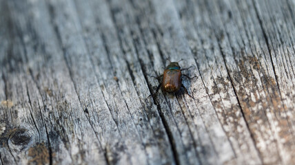 (Phyllopertha horticola) Hanneton des jardins ou hanneton horticole, coléoptère à élytres brun-roux, courte antennes tête et thorax granuleux vert métallisé