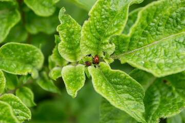young green potato bush with two Colorado beetles. pests and insects