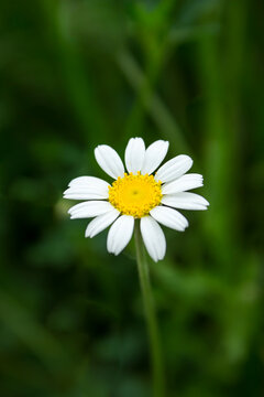 white chamomile blossoms on a green foliage background. vertical photography