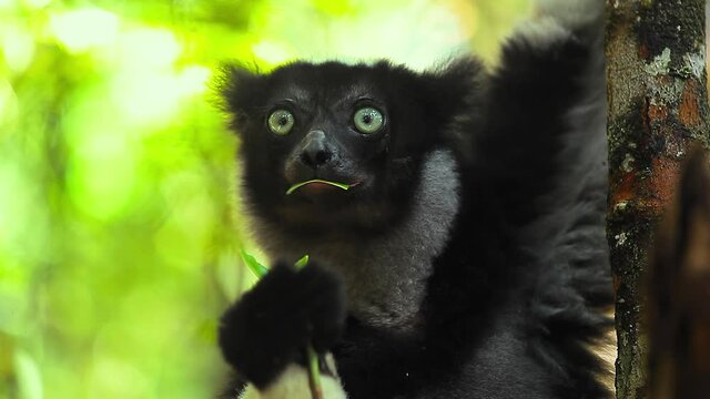 Lemur eats leaf, loop. Seamlessly loopable clip of the Indri lemur eating the leaf in natural habitat in the forest of Madagascar