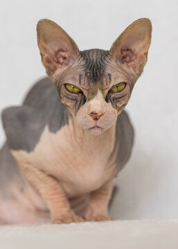 Portrait of an adult exotic Sphynx cat. The cat has no hair.