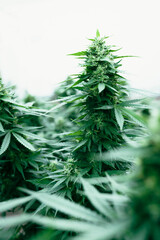 Marijuana Plants Big Plant in Background