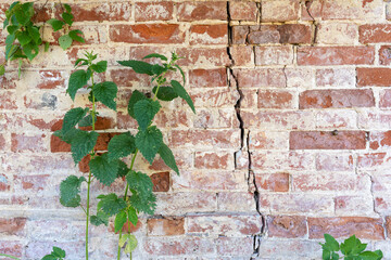 Old cracked red brick wall. There are residues of plaster and a nettle plant in the foreground....