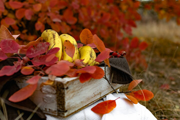 autumn leaves on the ground