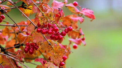 Viburnum branch with red berries on a blurred autumn background