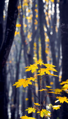 Yellow maple leaves on a young tree in a dense forest on a sunny day