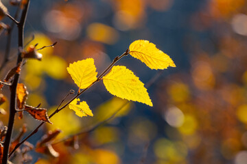 Tree branch with yellow autumn leaves in the forest on a dark background in sunny weather