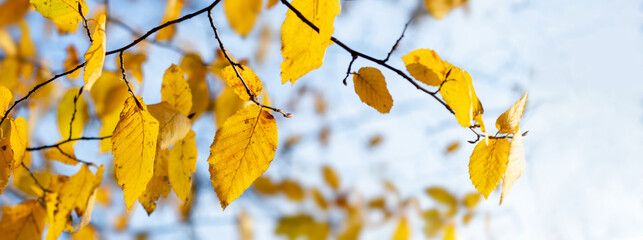 Tree branch with yellow autumn leaves on sky background