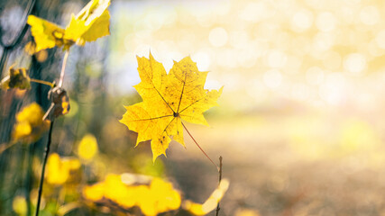 Yellow maple leaf on blurred background with bokeh in sunny weather