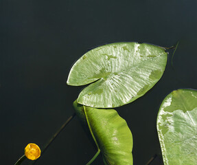 Leaves of water lilies on surface of  river. Yellow water lilies as indicator of  reservoir