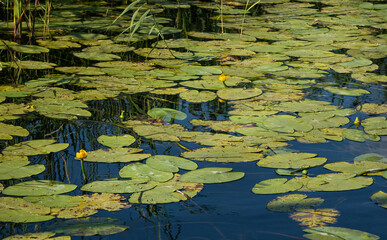 Leaves of water lilies on surface of the river.Yellow water lilies as indicator of reservoir.Concept of tranquility in nature
