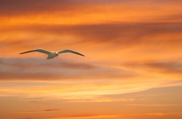A seagull in flight at sunseton the Oregon coast near Depoe Bay