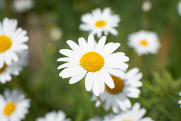Obraz premium daisy in close up with flowers in the background