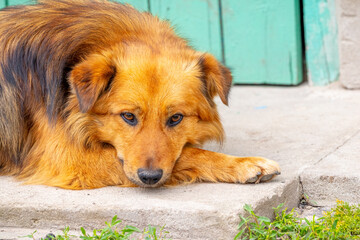Brown shaggy dog lies in the sun and is bored