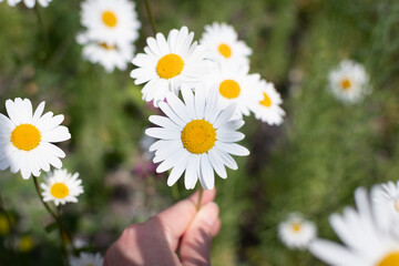 daisies in a hand with meadow in the background