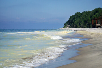 yellow baltic sea with yellow pollen beach sand trees