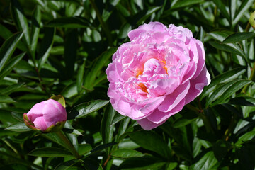 Beautiful blooming pink peony flower close-up in the garden on a sunny day.