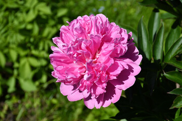Beautiful blooming pink peony flower close-up in the garden on a sunny day.