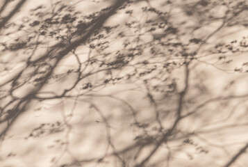 Abstract background photo with shadows of trees