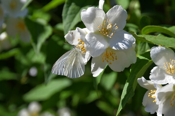 A flowering jasmine bush. A white butterfly sits on a white flower.