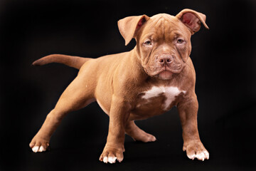 A brown American bully puppy with uncut ears. Close-up, isolated on a black background