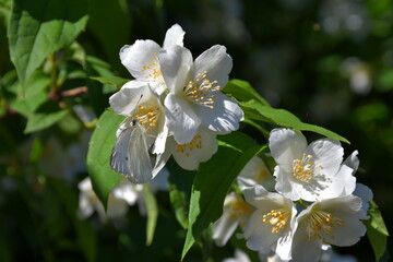 A flowering jasmine bush. A white butterfly sits on a white flower.