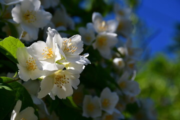 A blooming jasmine bush in the garden on a sunny summer day. Beautiful white flowers with pistils and stamens. Selective focus. Blurred background