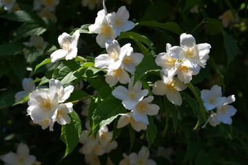 A blooming jasmine bush in the garden on a sunny summer day. Beautiful white flowers with pistils and stamens. Selective focus. Blurred background