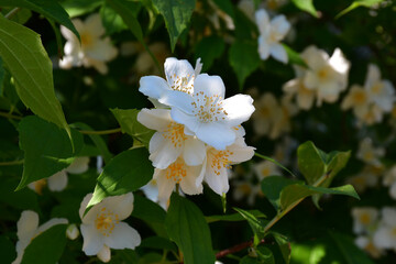 Obraz premium A blooming jasmine bush in the garden on a sunny summer day. Beautiful white flowers with pistils and stamens. Selective focus. Blurred background