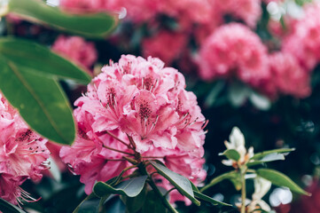 Pink Rhododendron in Beautiful Garden - obrazy, fototapety, plakaty
