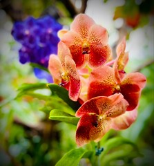 orange orchid flower