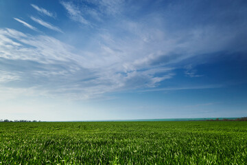 agricultural field with young sprouts and a blue sky with clouds - a beautiful spring landscape
