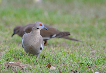 White-winged Dove