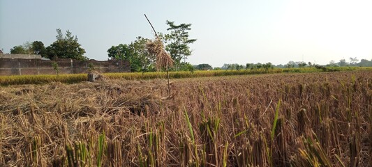 burning hay in the fields