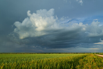 Fototapeta premium Agricultural field for growing young wheat, barley, rye. Beautiful spring landscape with stormy sky
